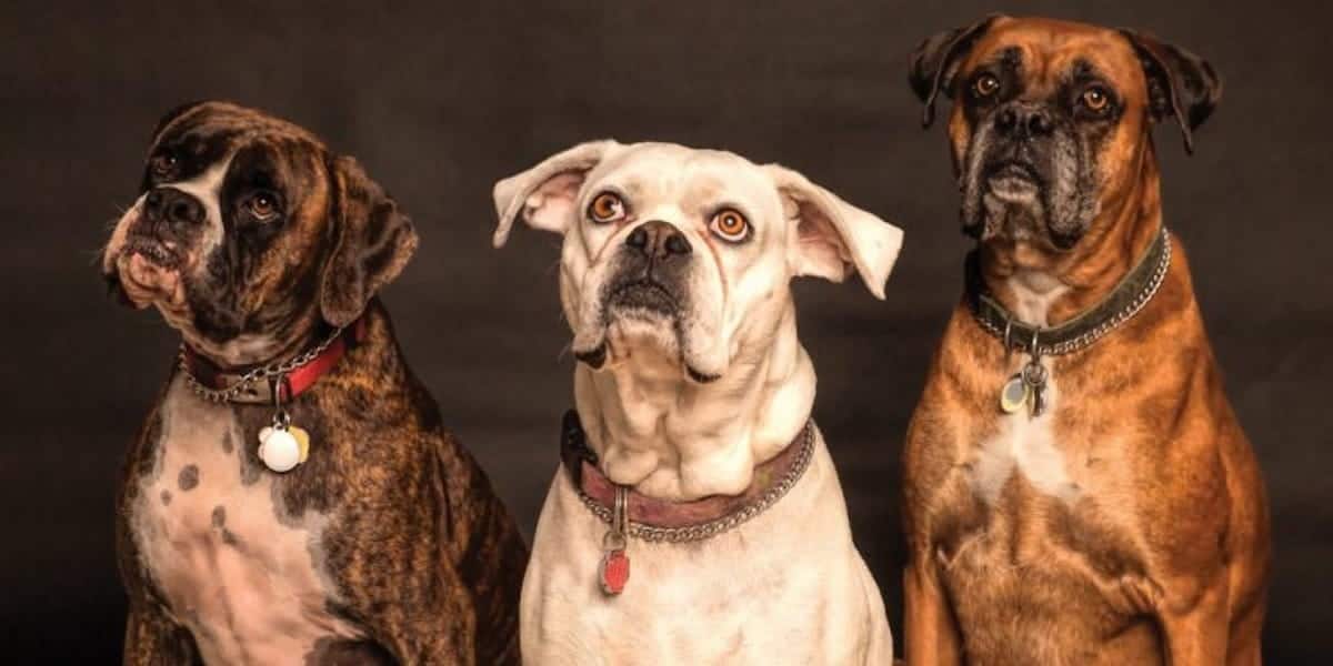 photography-of-three-dogs-looking-up