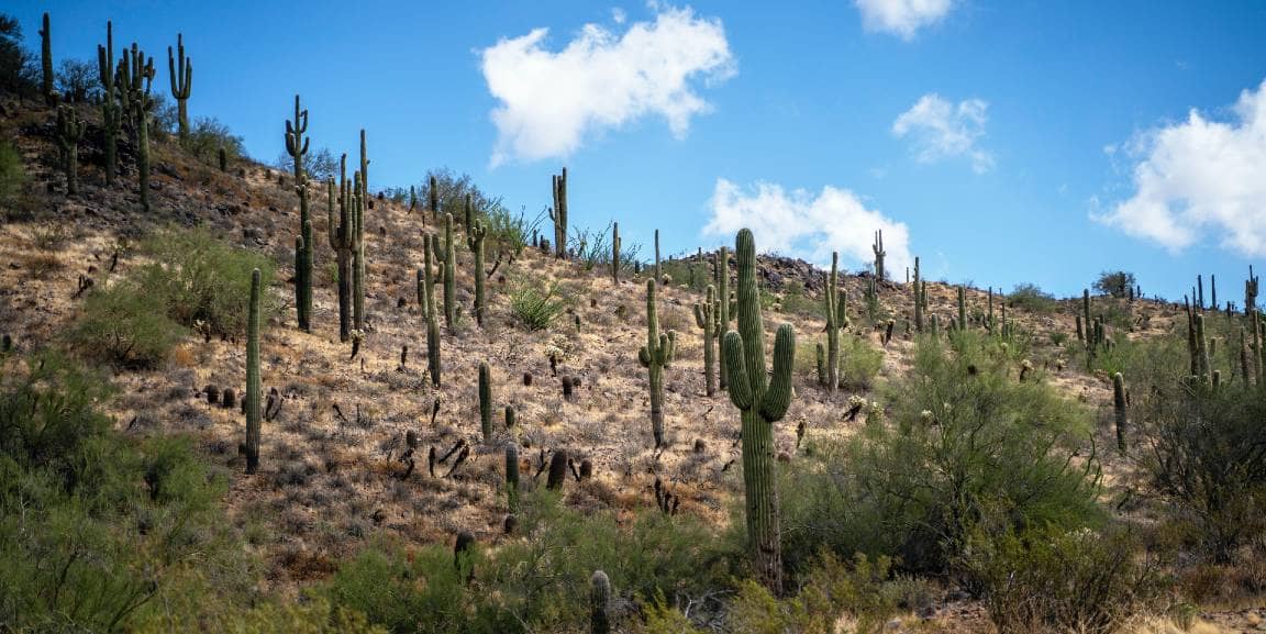 arizona-saguaro-cactus