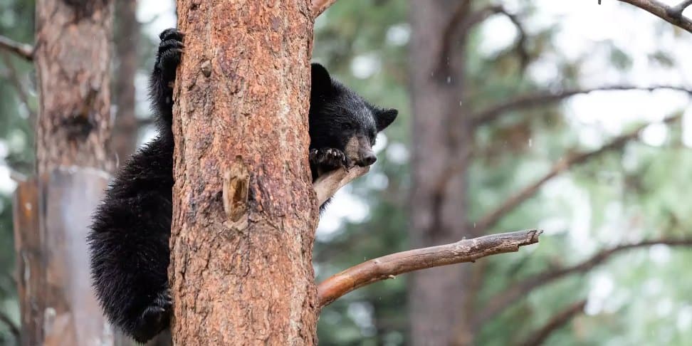 Image of black bear climbing a tree in bearizona wildlife park