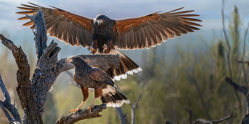 Zoos in Arizona: Raptor eagles landing on a few branches