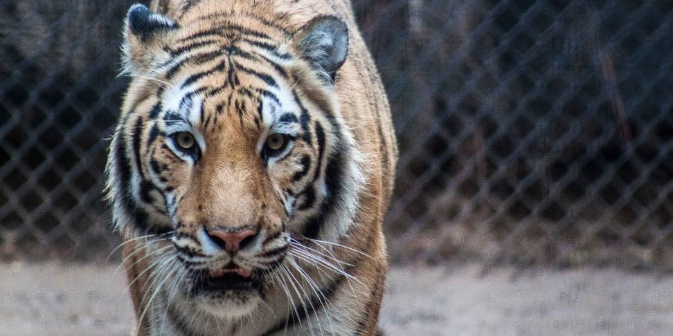 Tiger walking forward slowly in Wildlife World Zoo & Safari Park
