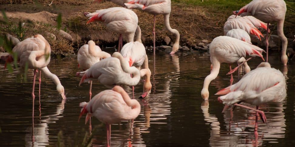 flamingos at the Phoenix Zoo