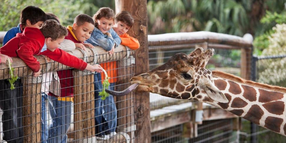 A group of joyful children at a zoo, feeding a giraffe. The kids are leaning over a wooden fence, extending their hands to offer green leafy branches to the giraffe. The giraffe, with its long neck stretched towards the children, is taking the food with its tongue. 